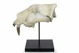 False Saber-Toothed Cat (Hoplophoneus) Upper Skull - South Dakota #299819-1